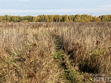 Собственника земли в Курской области наказали за бурьян и мусор