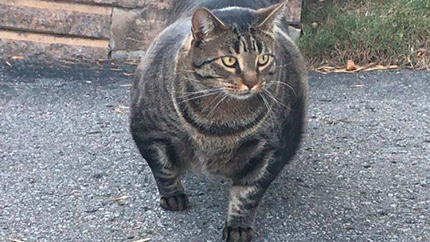 Кот-качок покорил соцсети и стал интернет-мемом