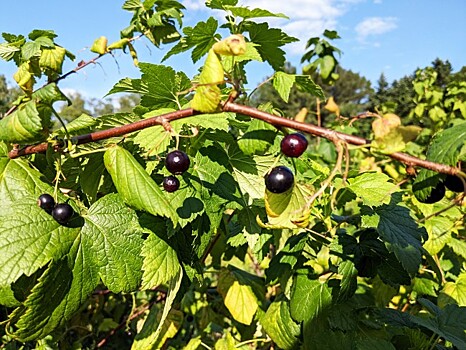 Душистые ягоды: разбираемся в сортах черной смородины