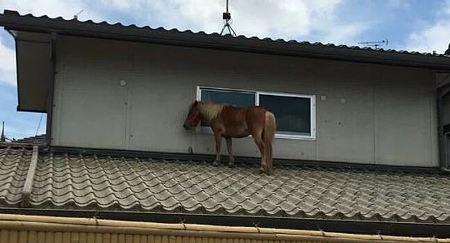 Потерянный пони был найден на крыше дома