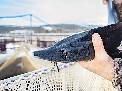 Росрыболовство планирует продлить запрет на коммерческий вылов осетров в Каспии