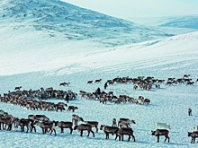 Зона сурового земледелия