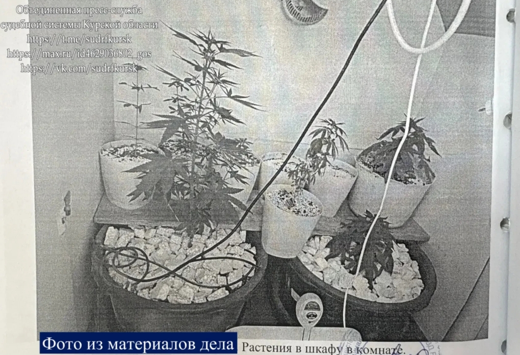 В Курске вынесен приговор фигурантам дела о наркоплантации и производстве взрывных устройств