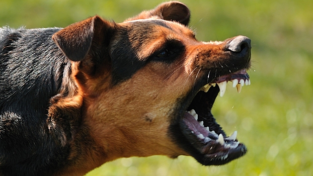 Около тысячи саратовцев пострадали от укусов собак с начала года