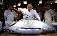 Голубой тунец весом 212 кг продан на аукционе в Токио