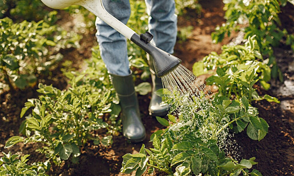 Российским садоводам захотели снизить тарифы на воду и свет. Что уже известно