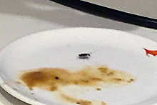 VIP-пассажирка индийской авиакомпании обнаружила в тарелке таракана