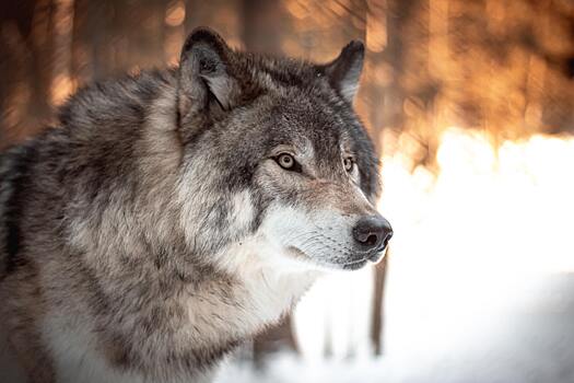 Исследование: заражённые паразитами волки чаще становятся вожаками