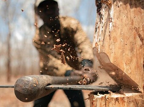 В Брянской области предъявлено обвинение подозреваемому в незаконной вырубке лесных насаждений