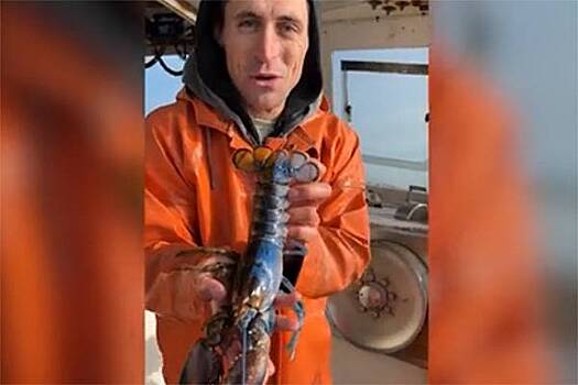 Рыбак поймал редчайшего двухцветного омара-гермафродита