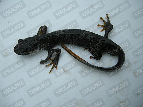 Биологи УрО РАН нашли в городе Куса тритона с пятью лапками
