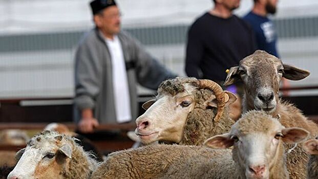 Муфтий рассказал, зачем нужны жертвоприношения животных в Курбан-байрам