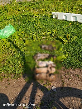 Кузбассовцы нашли выложенных в ряд мертвых щенков