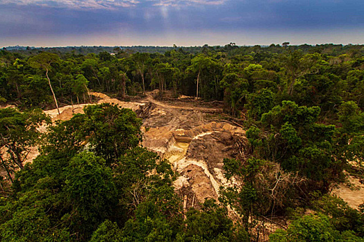 Бразилия борется с незаконной вырубкой лесов в Амазонии