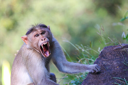 Зараженные макаки сбежали после ДТП в США