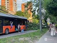 Появились фото с места падения дерева на легковушку в Нижнем Новгороде