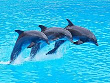 «Любая мать убила бы дельфина, лишь бы спасти своего ребенка»: в Администрации Уфы прошла встреча по строительству дельфинария