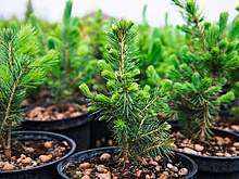 Югра передала эстафету посадки Сада дружбы Италии