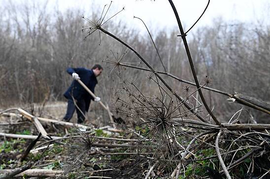 Россиянам назвали единственный способ побороть борщевик на даче