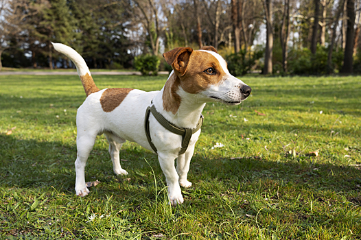 В Подмосковье ищут живодера, издевавшегося над собакой