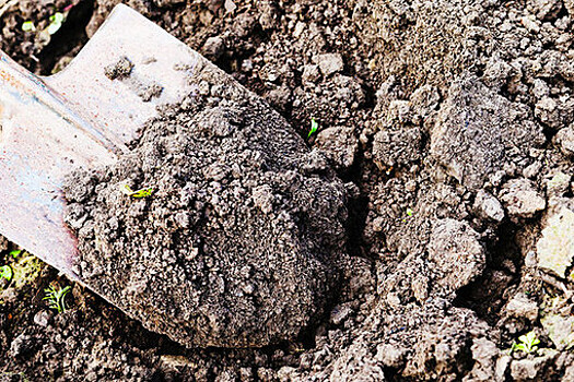 В Нижнем Тагиле нашли закопанные в лесополосе останки 14 человек