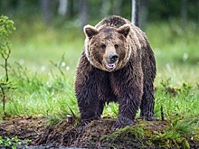 В Канаде семейная пара погибла после нападения медведя гризли