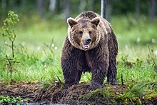В Канаде семейная пара погибла после нападения медведя гризли