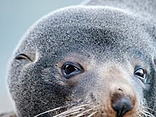 Новый дом для морских котиков и нерп в Москве начнут строить до конца года