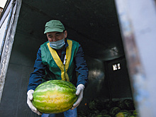 Сезон продажи арбузов и дынь начинается в Подмосковье