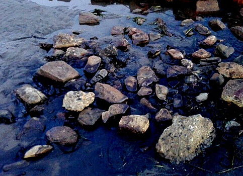Прокуратура потребовала очистить ручей, загрязнённый ртутью с владивостокской свалки