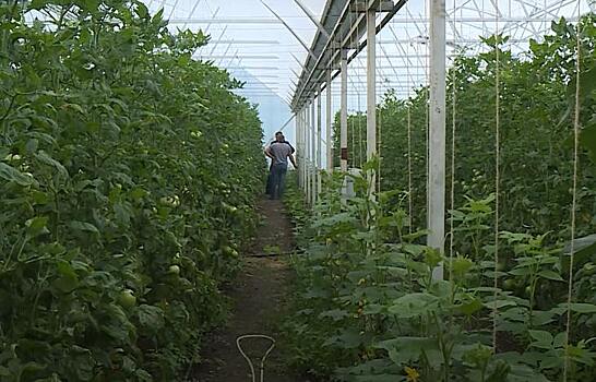 Гигантские помидоры Киото выращивает ставропольский фермер и удивляет всех
