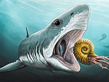 Ученые нашли в Мексике окаменелые останки доисторической акулы