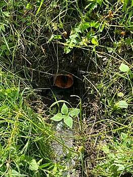 В Калининграде затампонировали пять несанкционированных источников загрязнения реки Лесной