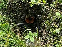 В Калининграде затампонировали пять несанкционированных источников загрязнения реки Лесной