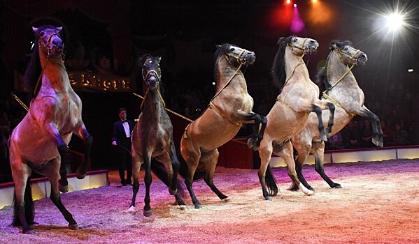 Акробата московского цирка во время шоу затоптала лошадь