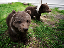 Женщина насмерть сбила медвежонка на федеральной трассе в Сочи