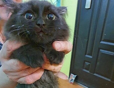 Спасенный из шахты лифта котенка нашел дом за пределами Ижевска