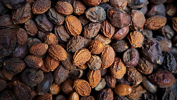 Ученые сделали из мальвы гидрогель для использования в медицине