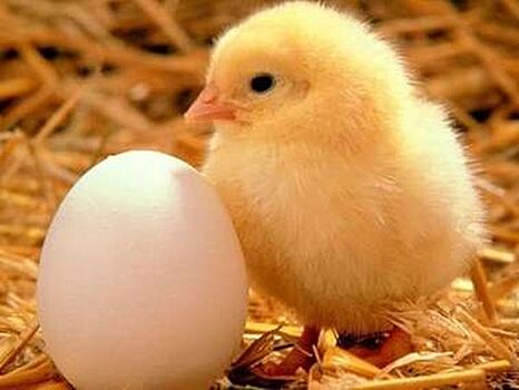 Ученые выяснили, что появилось раньше: курица или яйцо