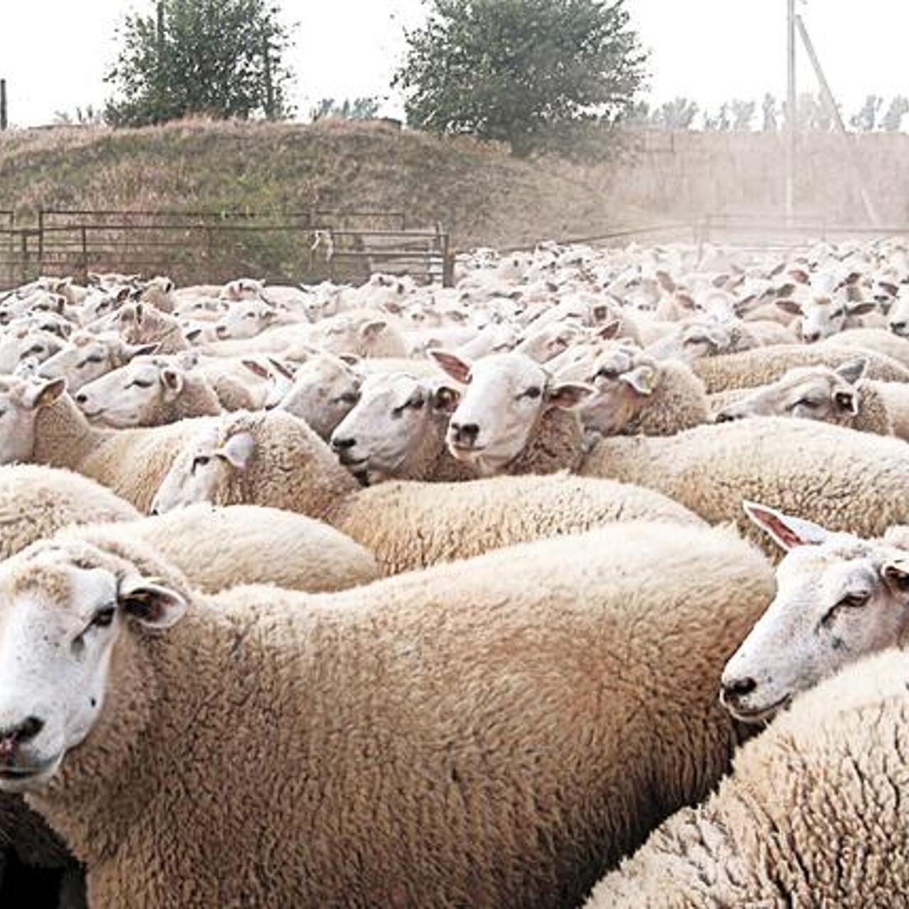 Отара овец. Животноводство овцы. Овечка в горах. Стадо овец. Чума мелких жвачных животных.