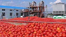 Астраханские помидоры пугают Европу и Азию