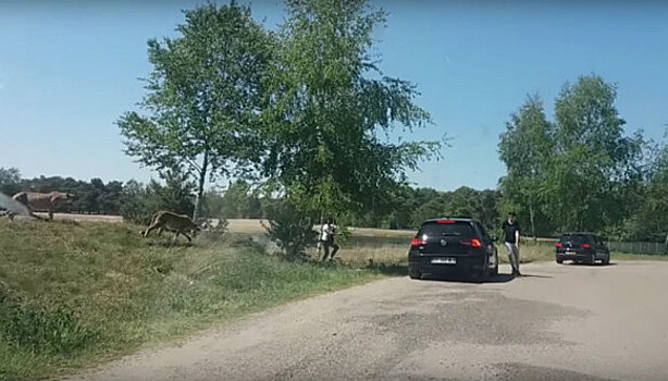 Семья французов чуть не стала обедом гепардов из-за желания сделать красивые фотографии