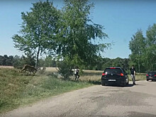 Семья французов чуть не стала обедом гепардов из-за желания сделать красивые фотографии