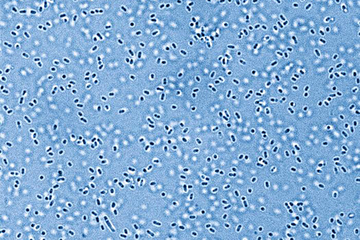 Ученые создали «Ноев ковчег» для микробов