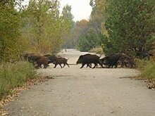 В Пензенском районе водитель насмерть сбил группу кабанов
