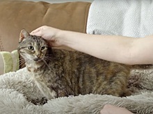 Кошка из Великобритании поставила мировой рекорд по громкости мурлыканья