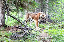 Амурский тигр был впервые замечен в северной части Хабаровского края