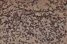 Миллион муравьев-каннибалов сбежали из ядерного бункера