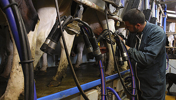 Danone перевезет из ЕС в Сибирь пять тысяч коров