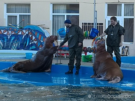 В России разработаны правила содержания животных в зоопарках, цирках и дельфинариях
